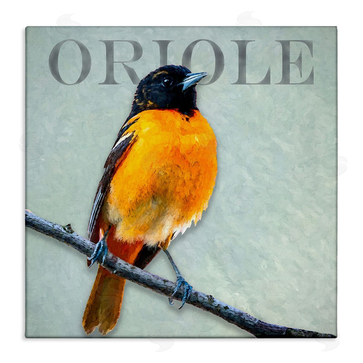 Alpenglow Workshop Detailed Oriole Bird Portrait Perched Wildlife Animal Stretched Canvas Wall Art Print