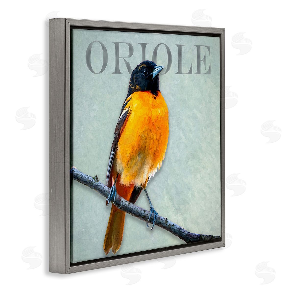 Alpenglow Workshop Detailed Oriole Bird Portrait Perched Wildlife Animal Gray Floating Frame Canvas Wall Art Print