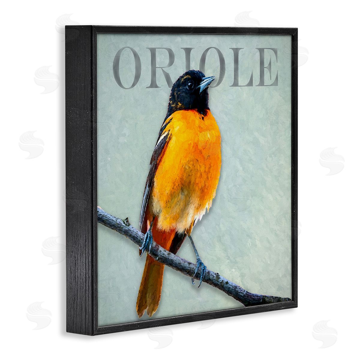 Alpenglow Workshop Detailed Oriole Bird Portrait Perched Wildlife Animal Black Framed Glicee Wall Art Print