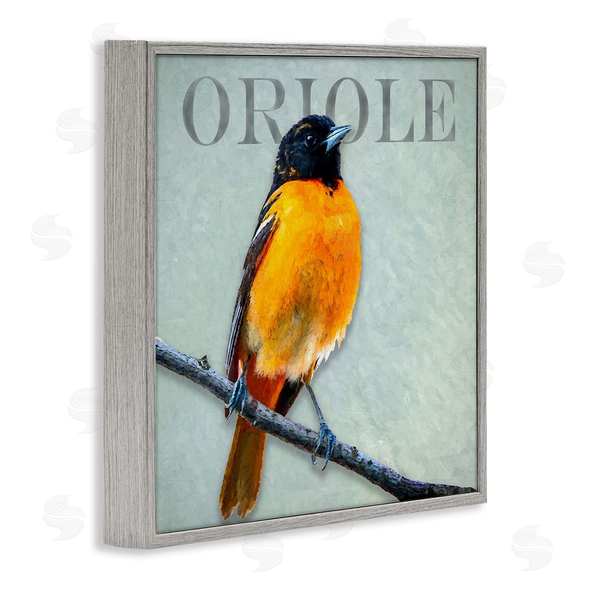 Alpenglow Workshop Detailed Oriole Bird Portrait Perched Wildlife Animal Gray Framed Glicee Wall Art Print