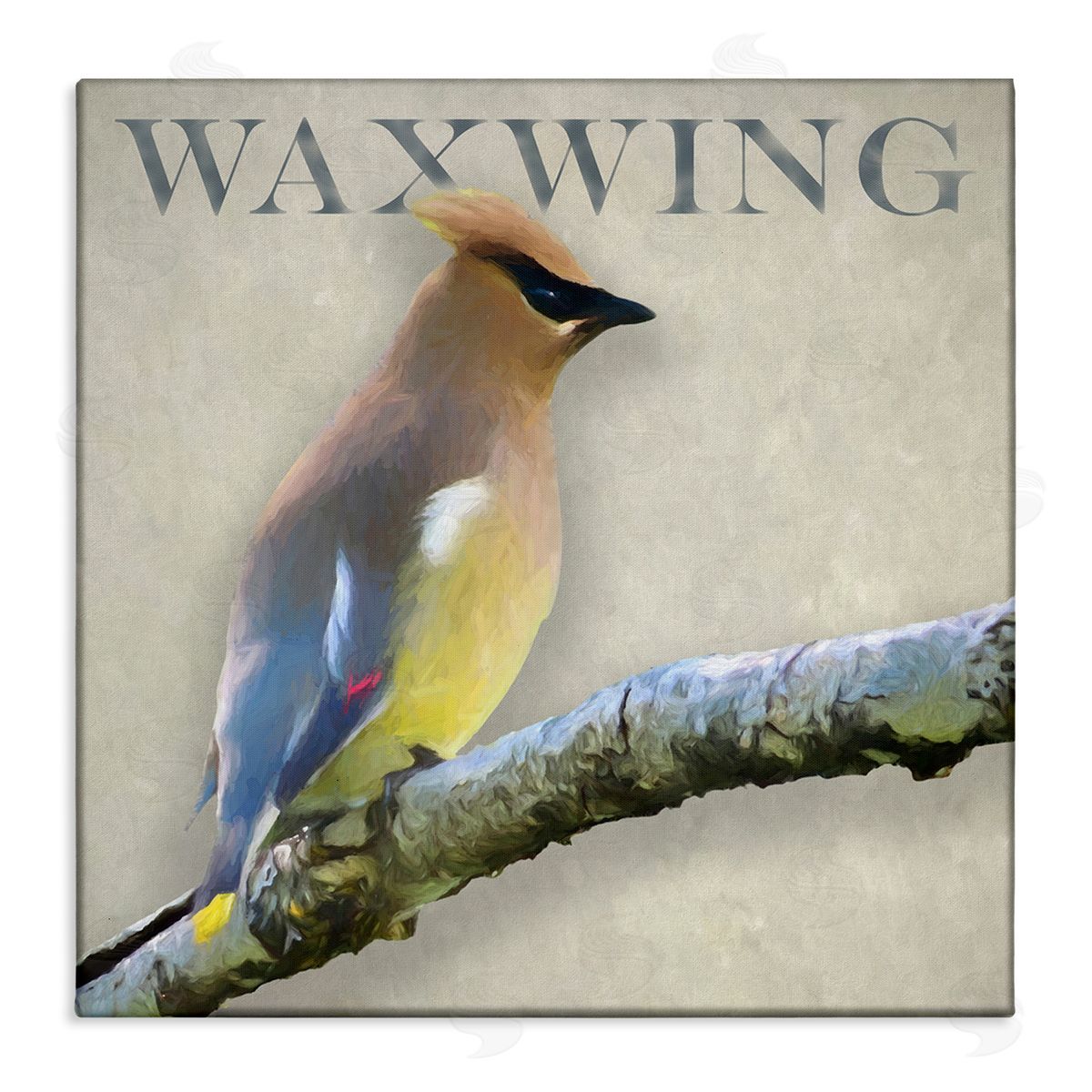 Alpenglow Workshop Waxwing Bird Perched Wildlife Breed Typography  Stretched Canvas Wall Art Print