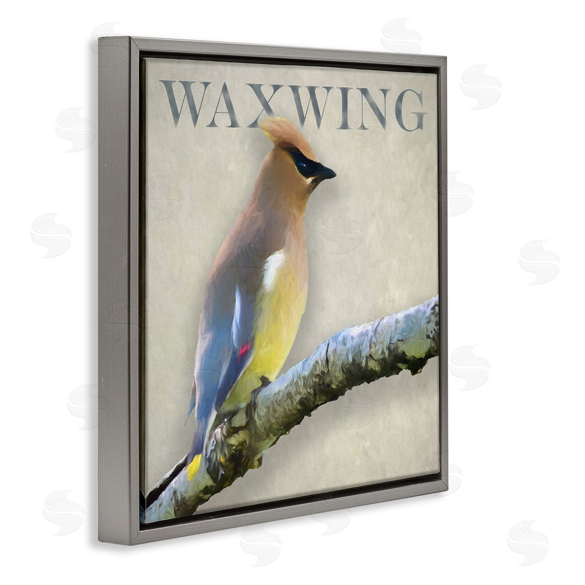 Alpenglow Workshop Waxwing Bird Perched Wildlife Breed Typography  Gray Floating Frame Canvas Wall Art Print