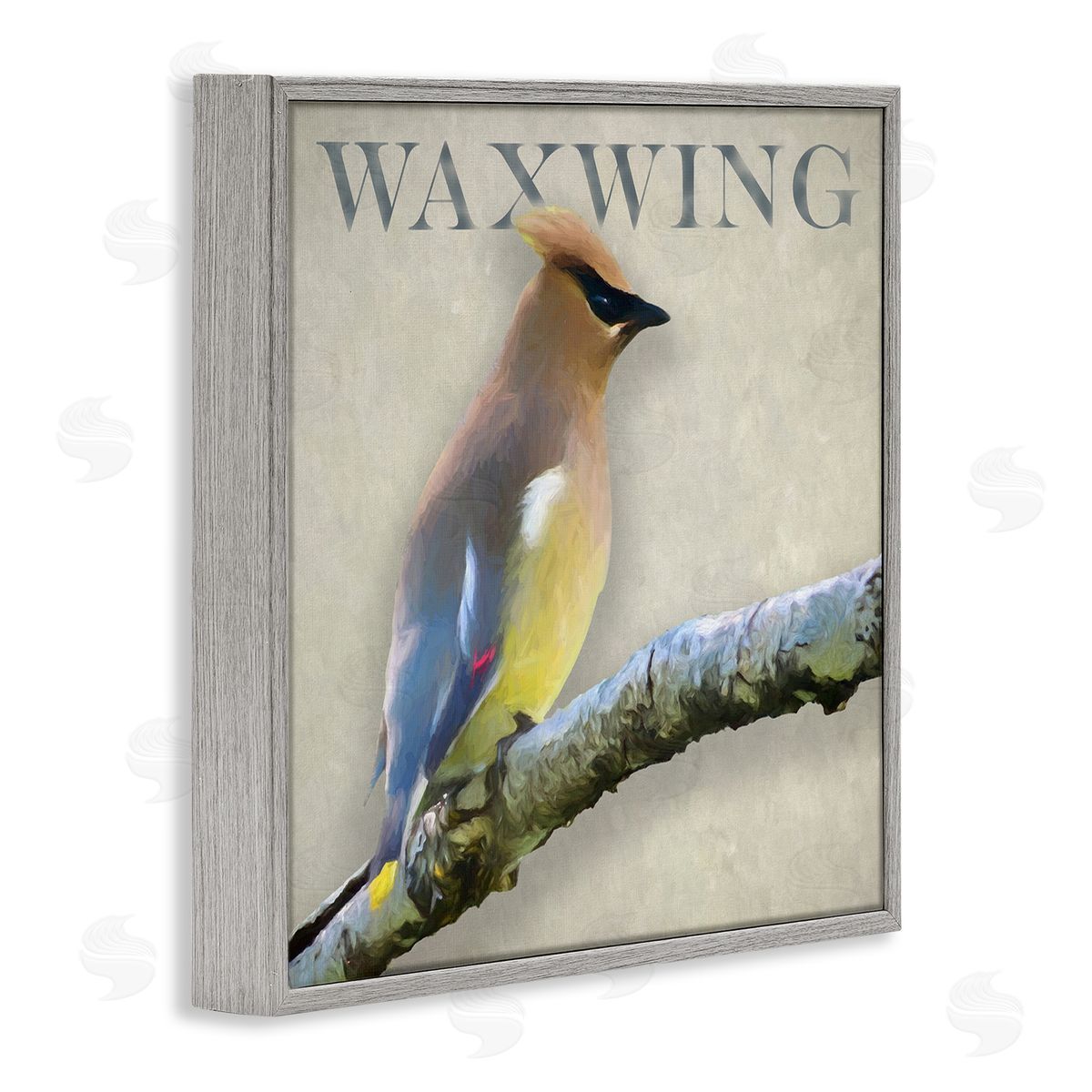 Alpenglow Workshop Waxwing Bird Perched Wildlife Breed Typography  Gray Framed Glicee Wall Art Print