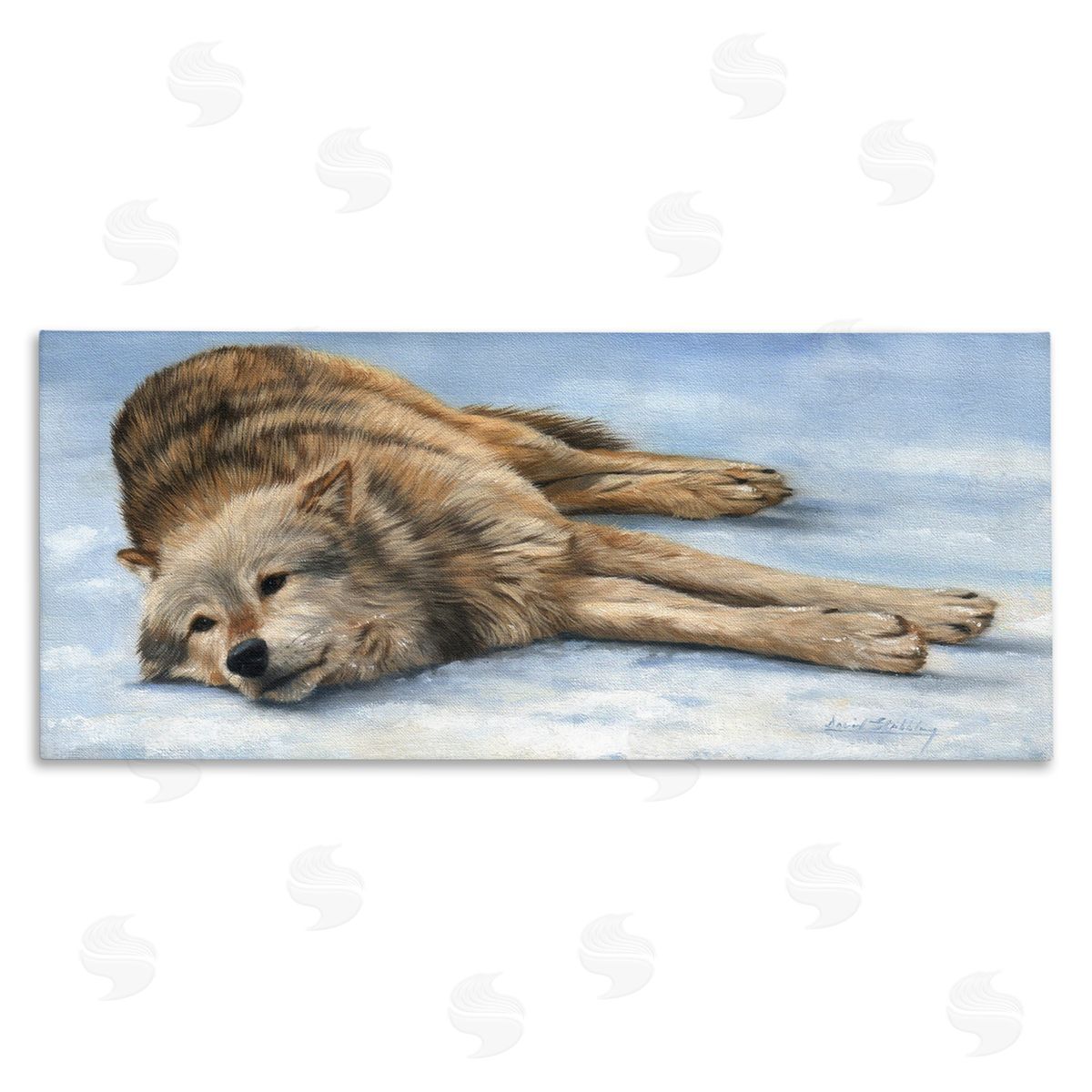 David Stribbling Coyote Wolf Resting Snowy Landscape Woodland Wildlife