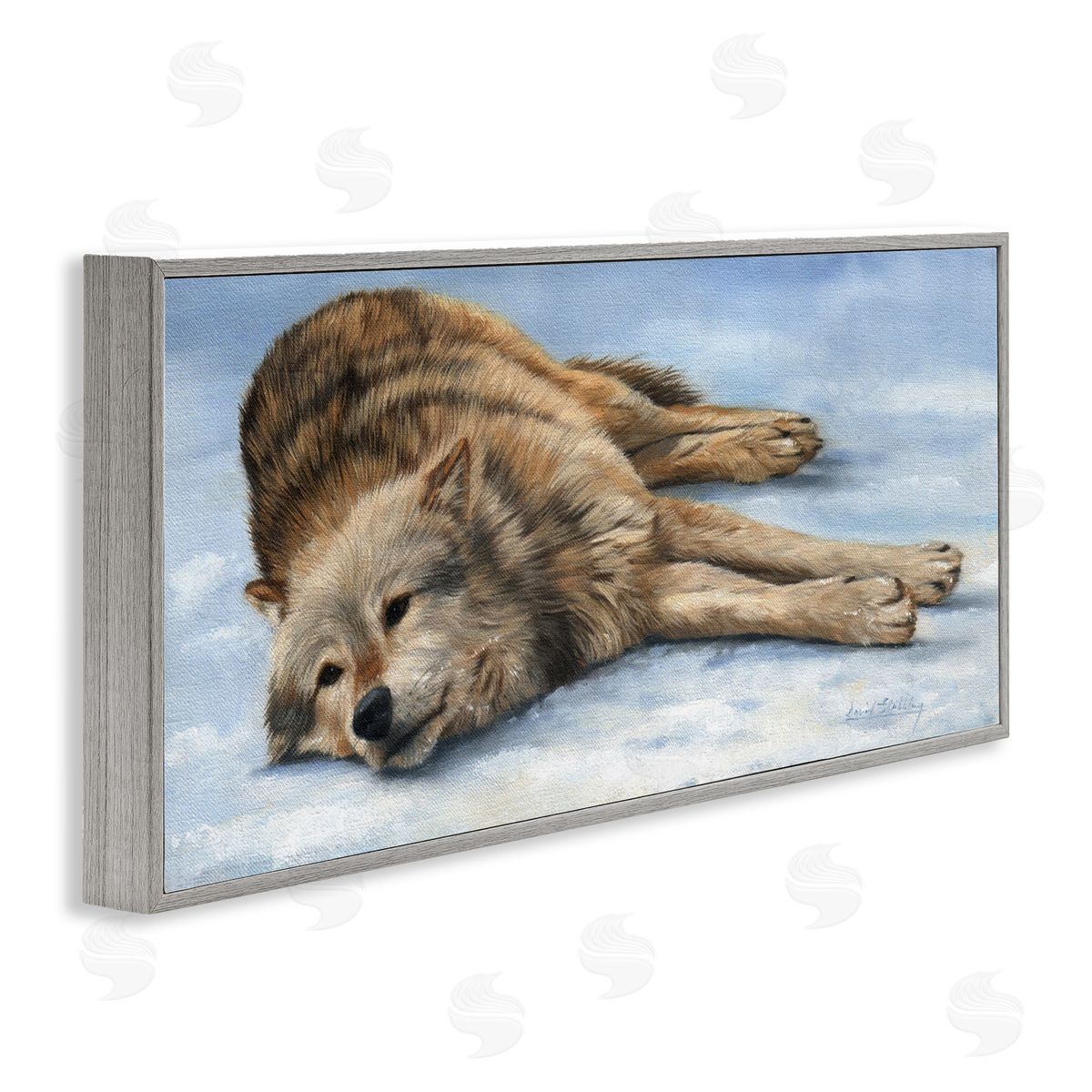 David Stribbling Coyote Wolf Resting Snowy Landscape Woodland Wildlife