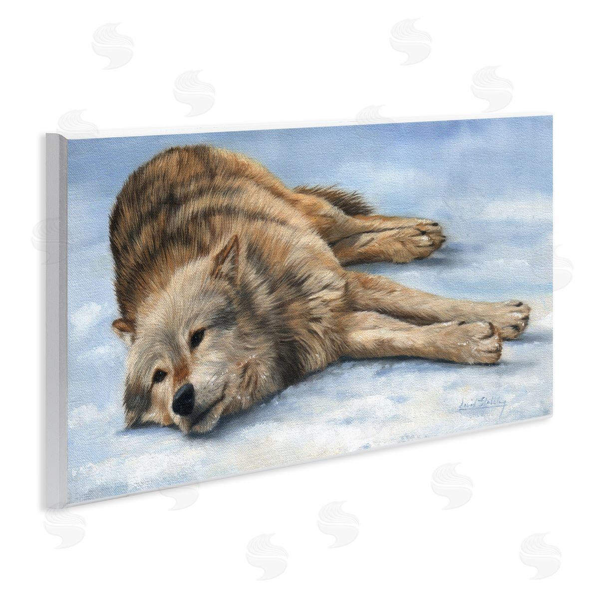 David Stribbling Coyote Wolf Resting Snowy Landscape Woodland Wildlife