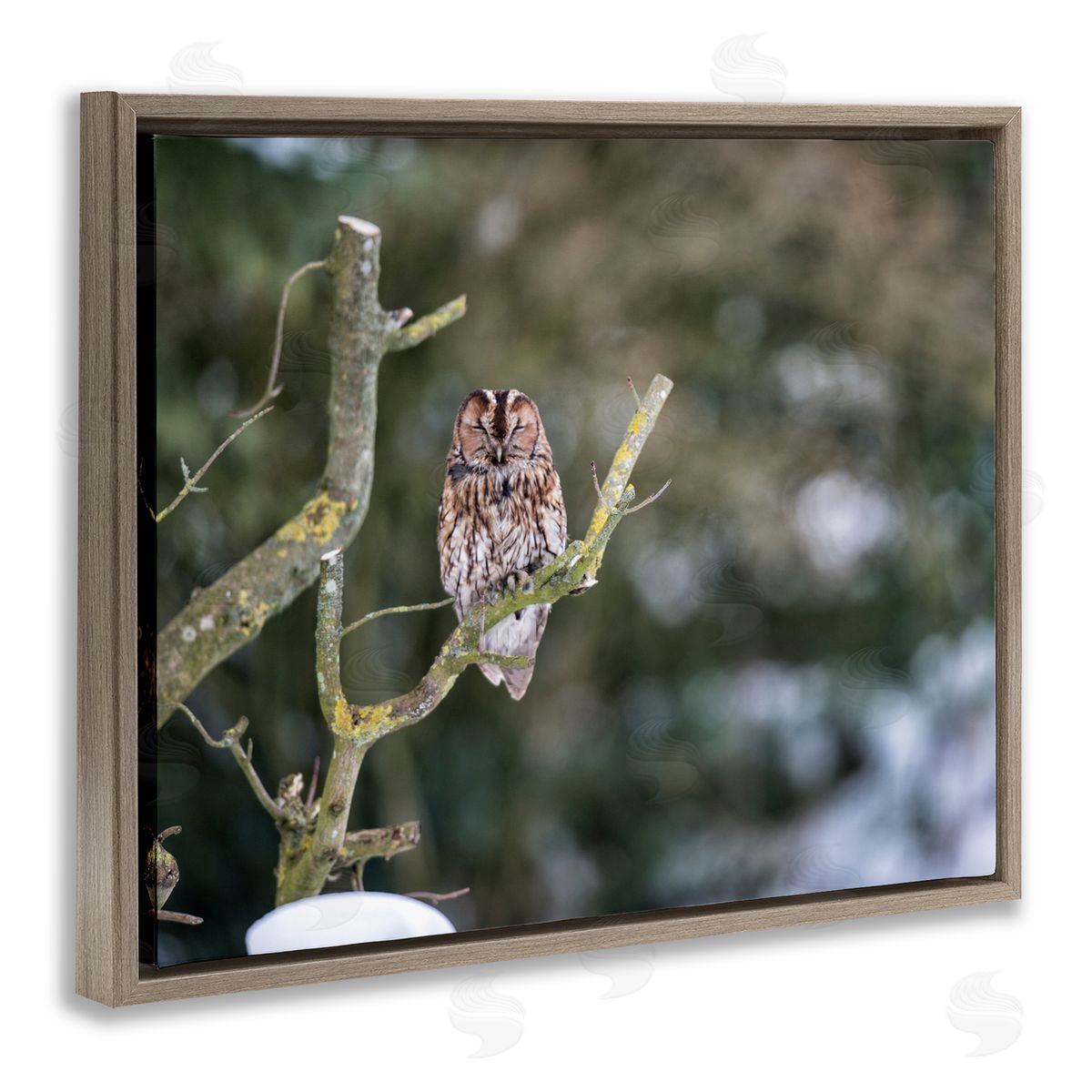 James Dobson Sleepy Owl Perched Snow Covered Nature Landscape Brown Floating Frame Canvas Wall Art Print