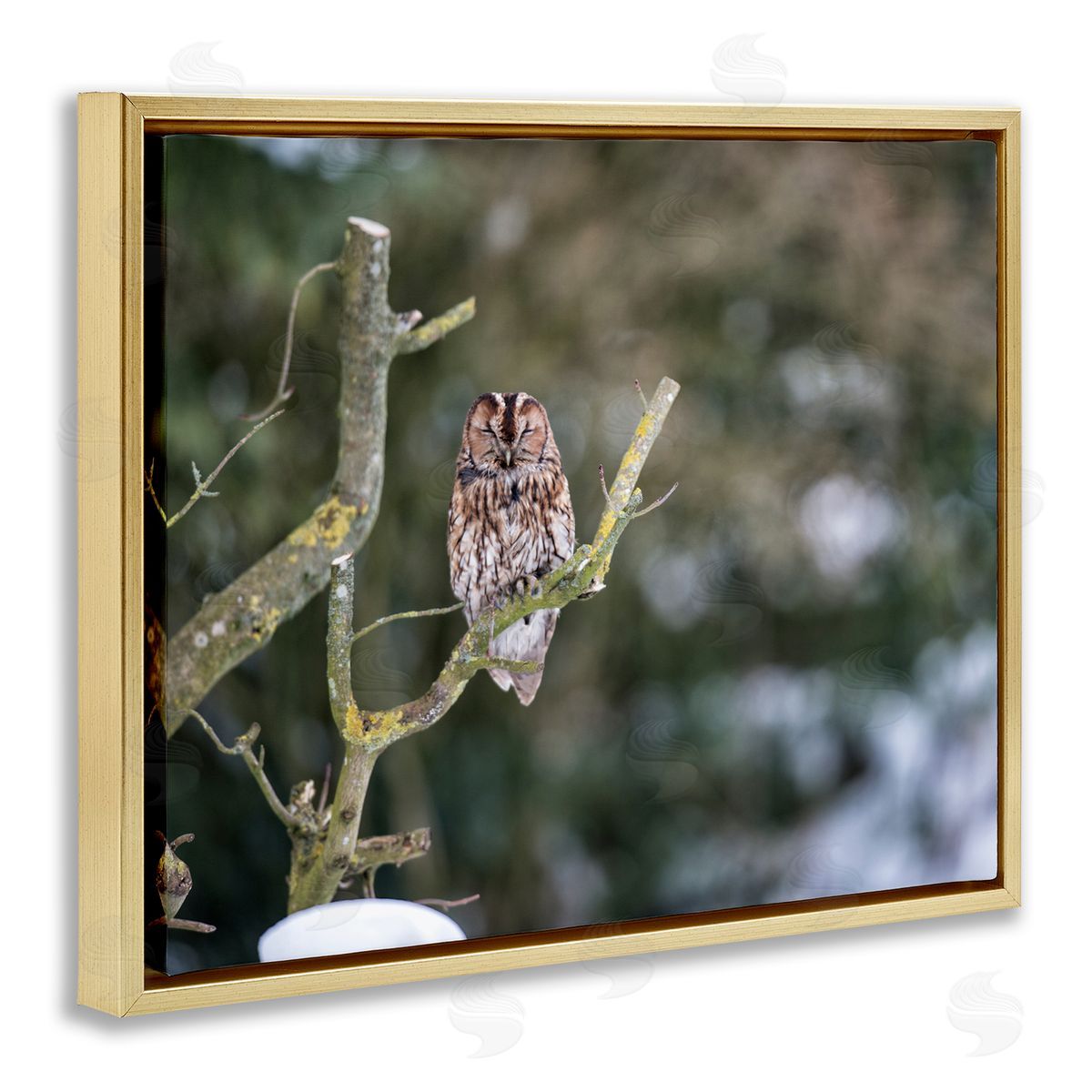 James Dobson Sleepy Owl Perched Snow Covered Nature Landscape Gold Floating Frame Canvas Wall Art Print