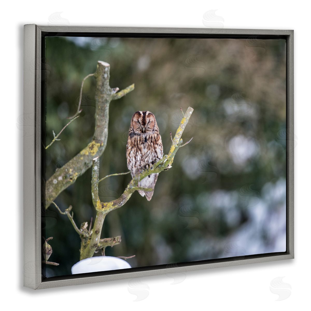James Dobson Sleepy Owl Perched Snow Covered Nature Landscape Gray Floating Frame Canvas Wall Art Print