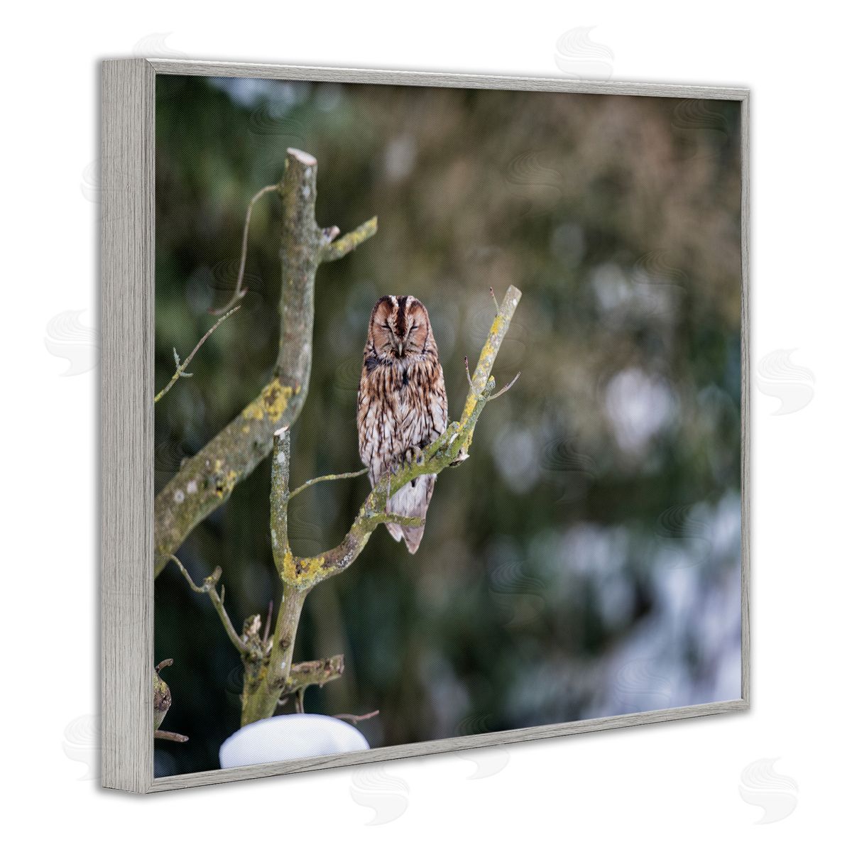 James Dobson Sleepy Owl Perched Snow Covered Nature Landscape Gray Framed Giclee Wall Art Print