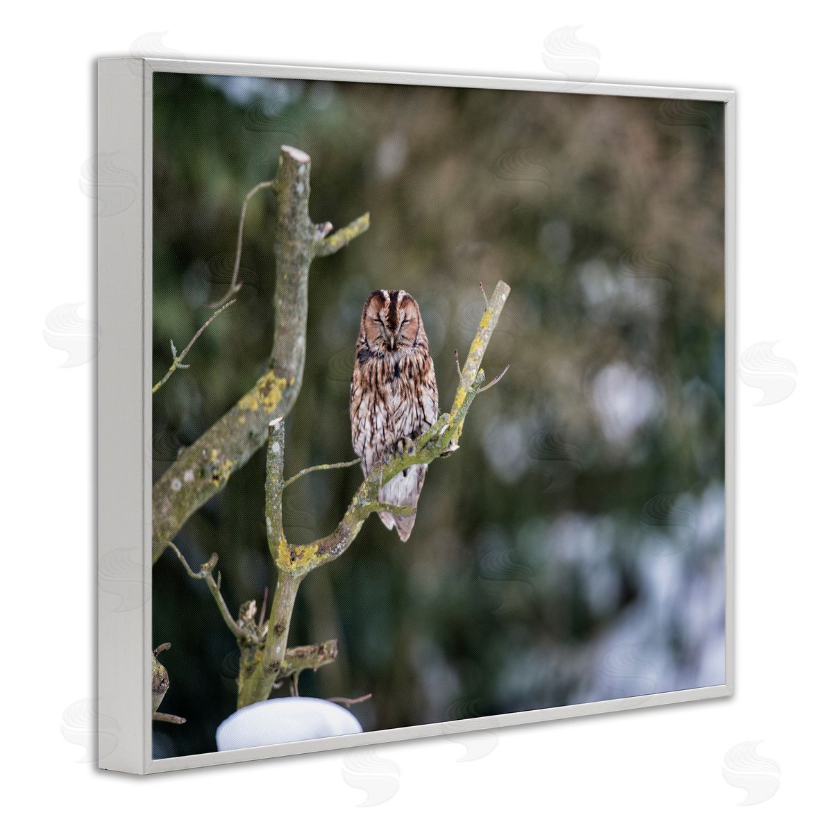 James Dobson Sleepy Owl Perched Snow Covered Nature Landscape White Framed Giclee Wall Art Print