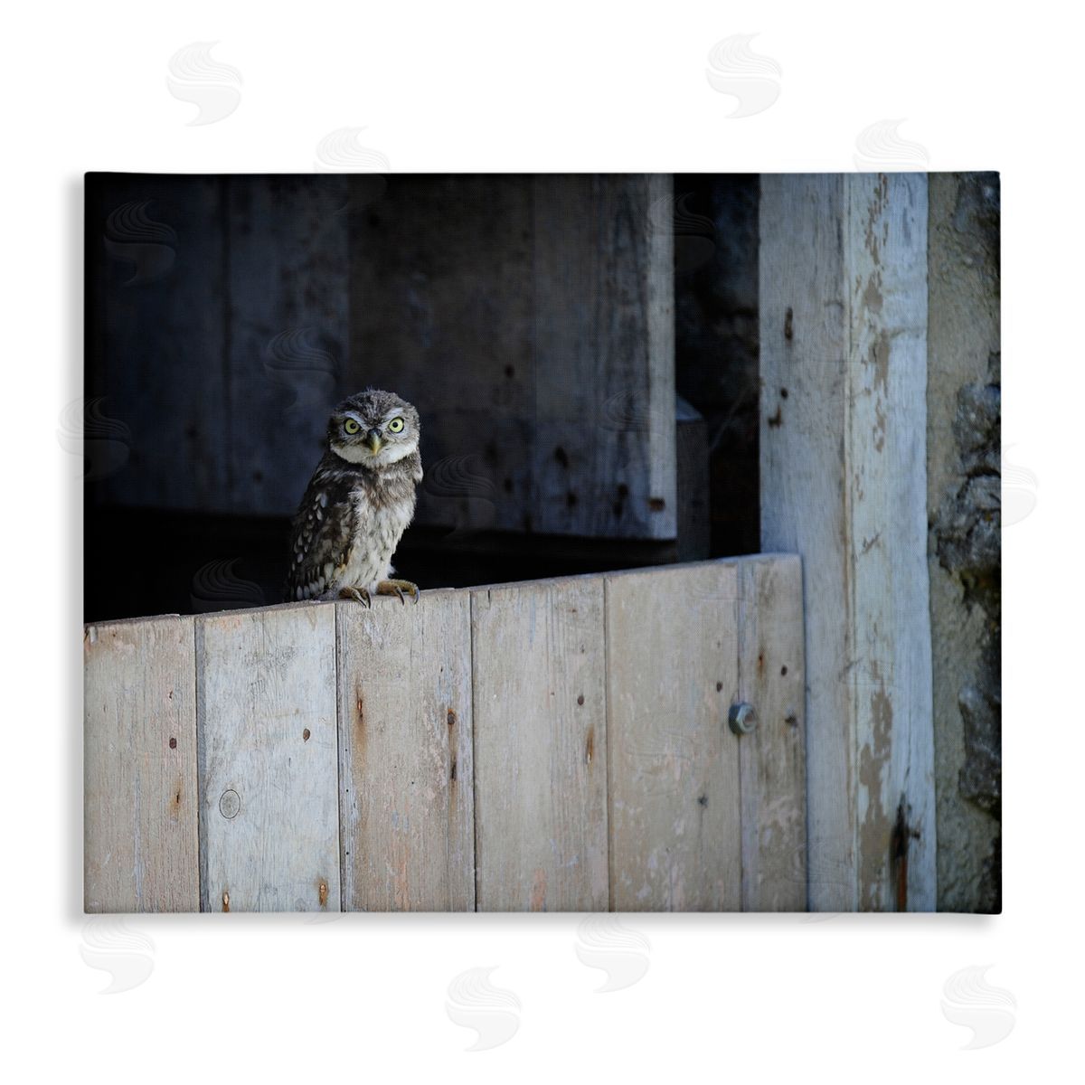 James Dobson Perched Owl Rural Barn Ledge Wildlife Photography Stretched Canvas Wall Art Print