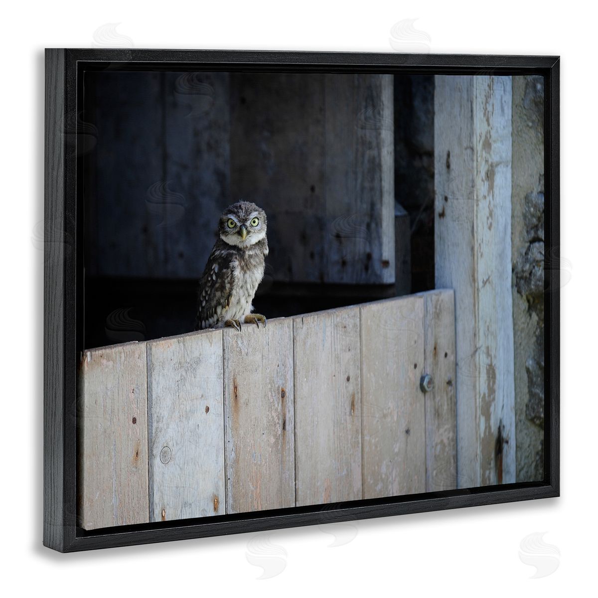 James Dobson Perched Owl Rural Barn Ledge Wildlife Photography Black Floating Frame Canvas Wall Art Print