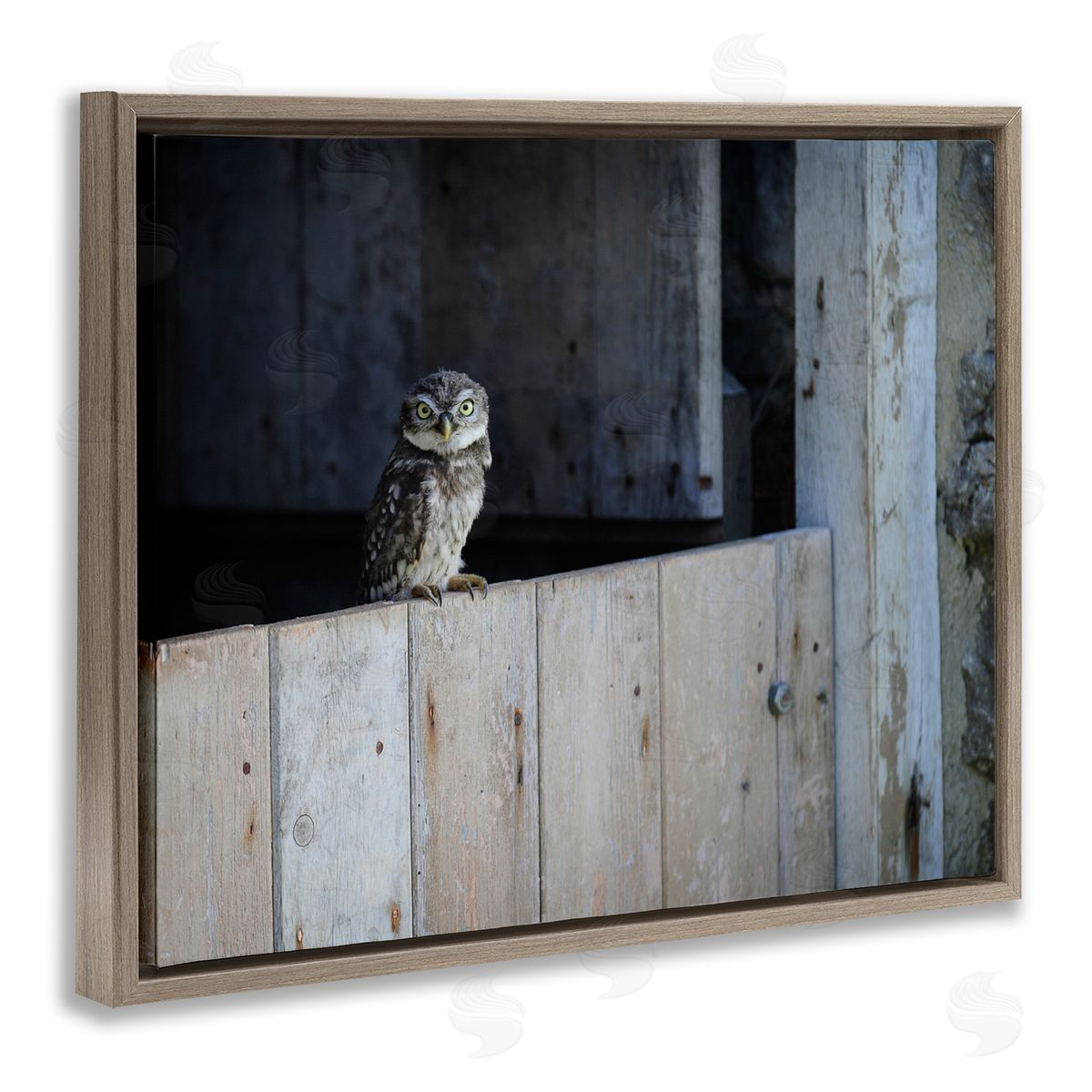 James Dobson Perched Owl Rural Barn Ledge Wildlife Photography Brown Floating Frame Canvas Wall Art Print