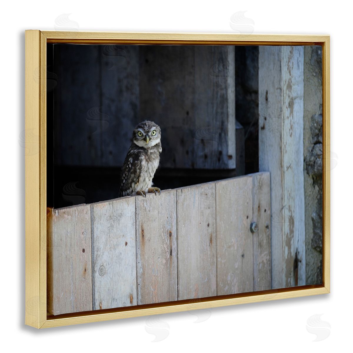 James Dobson Perched Owl Rural Barn Ledge Wildlife Photography Gold Floating Frame Canvas Wall Art Print