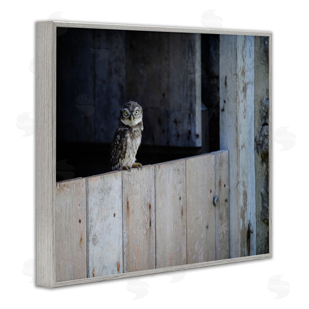 James Dobson Perched Owl Rural Barn Ledge Wildlife Photography Gray Framed Giclee Wall Art Print