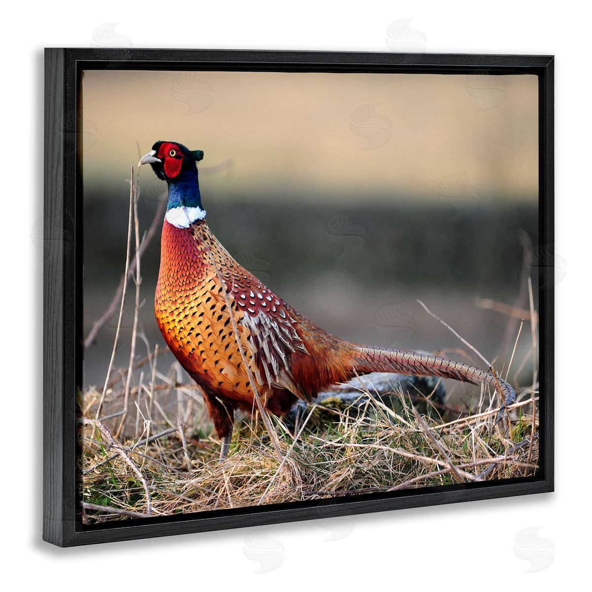 James Dobson Lone Pheasant Bird Grassy Forest Floor Wildlife Black Floating Frame Canvas Wall Art Print