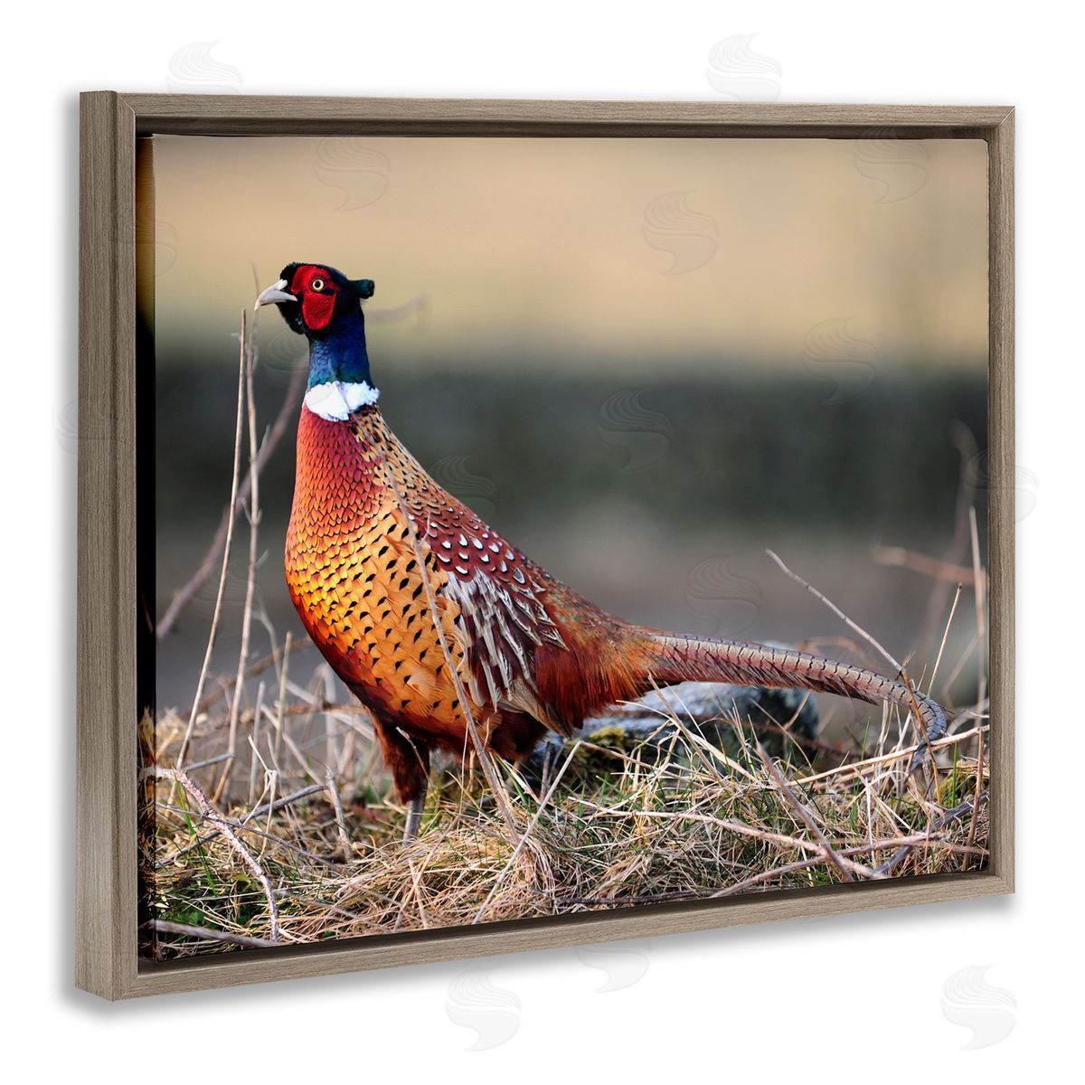 James Dobson Lone Pheasant Bird Grassy Forest Floor Wildlife Brown Floating Frame Canvas Wall Art Print