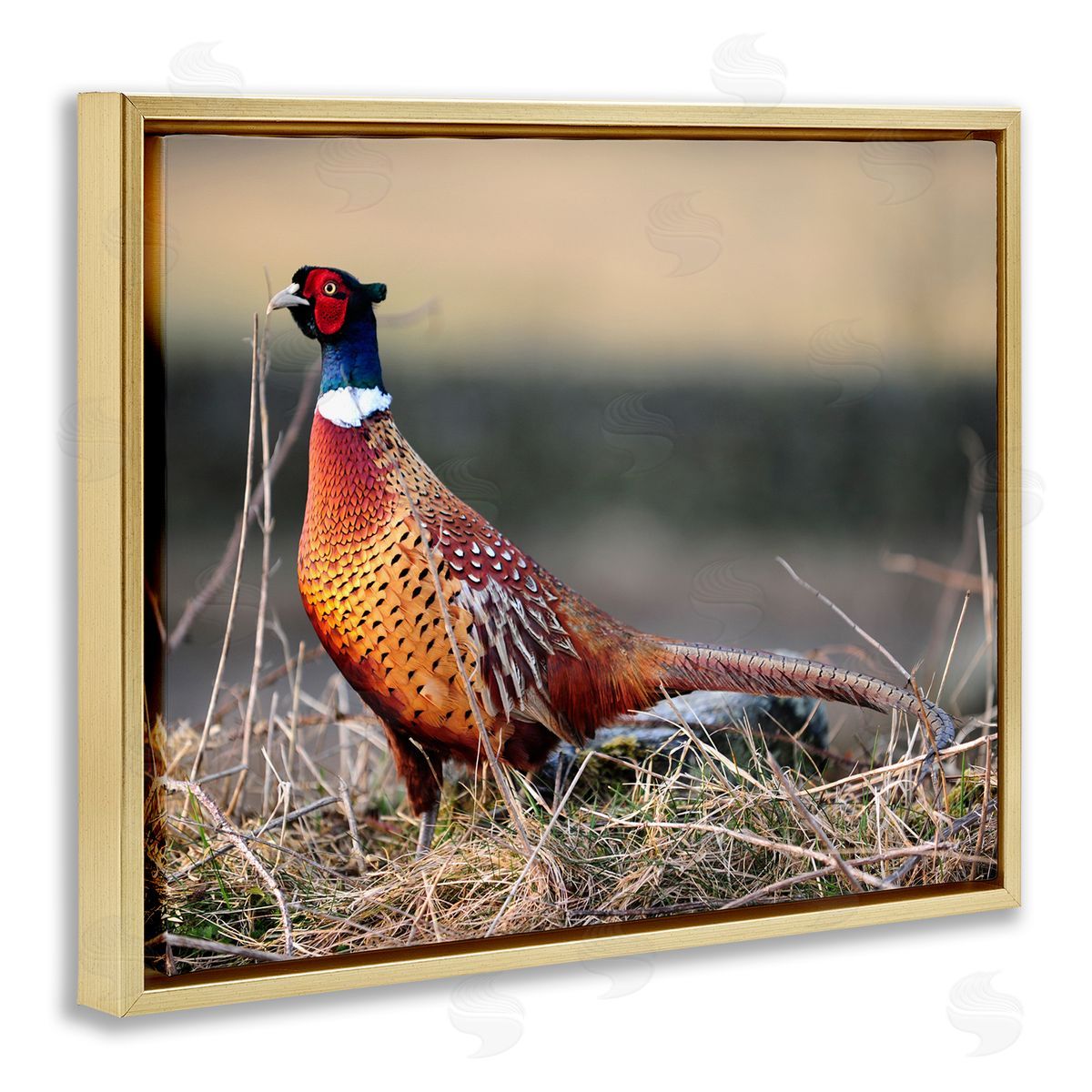 James Dobson Lone Pheasant Bird Grassy Forest Floor Wildlife Gold Floating Frame Canvas Wall Art Print