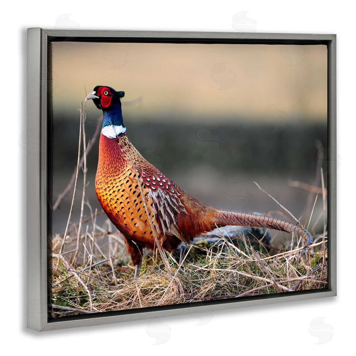 James Dobson Lone Pheasant Bird Grassy Forest Floor Wildlife Gray Floating Frame Canvas Wall Art Print