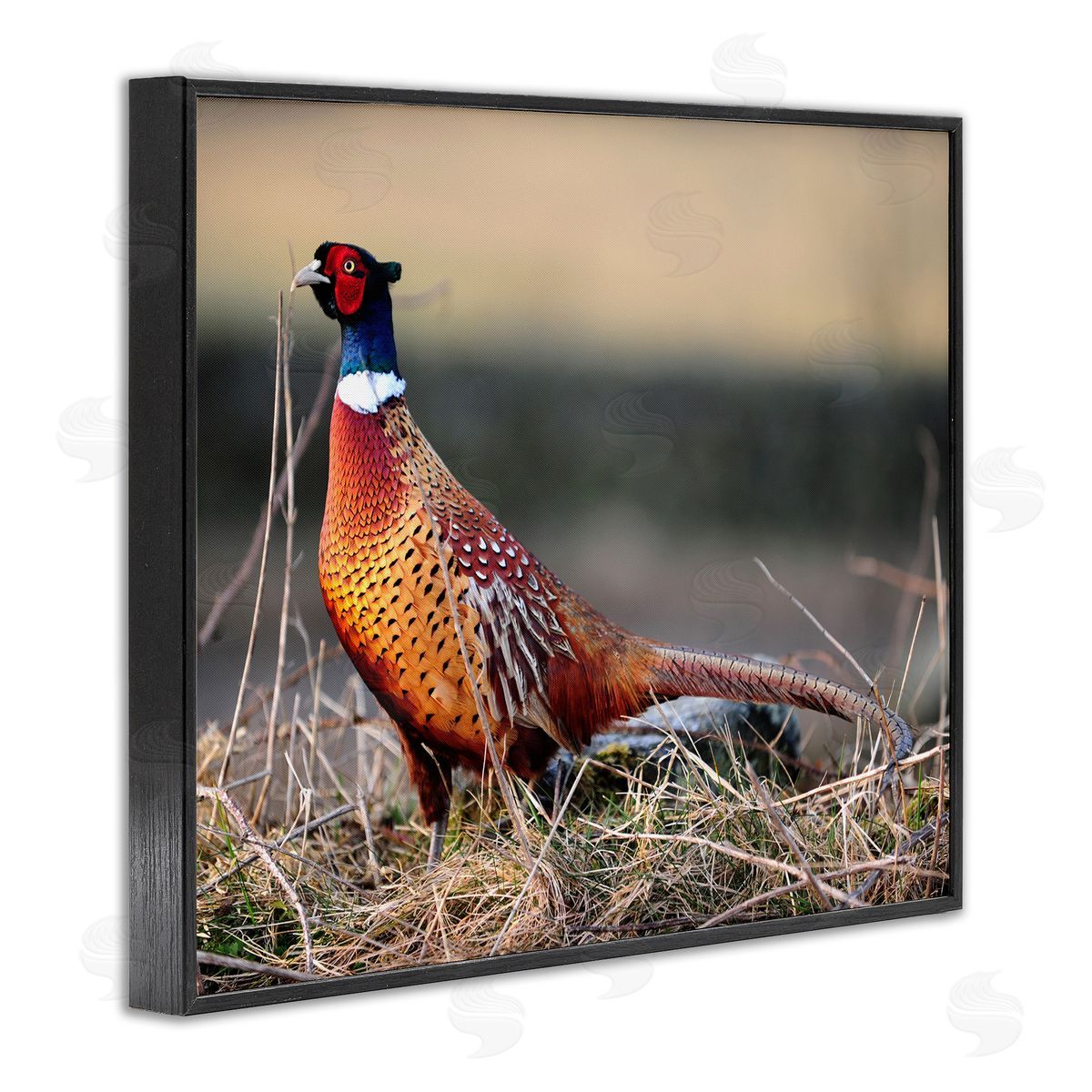 James Dobson Lone Pheasant Bird Grassy Forest Floor Wildlife Black Framed Giclee Wall Art Print