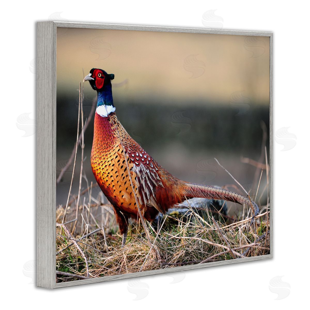 James Dobson Lone Pheasant Bird Grassy Forest Floor Wildlife Gray Framed Giclee Wall Art Print