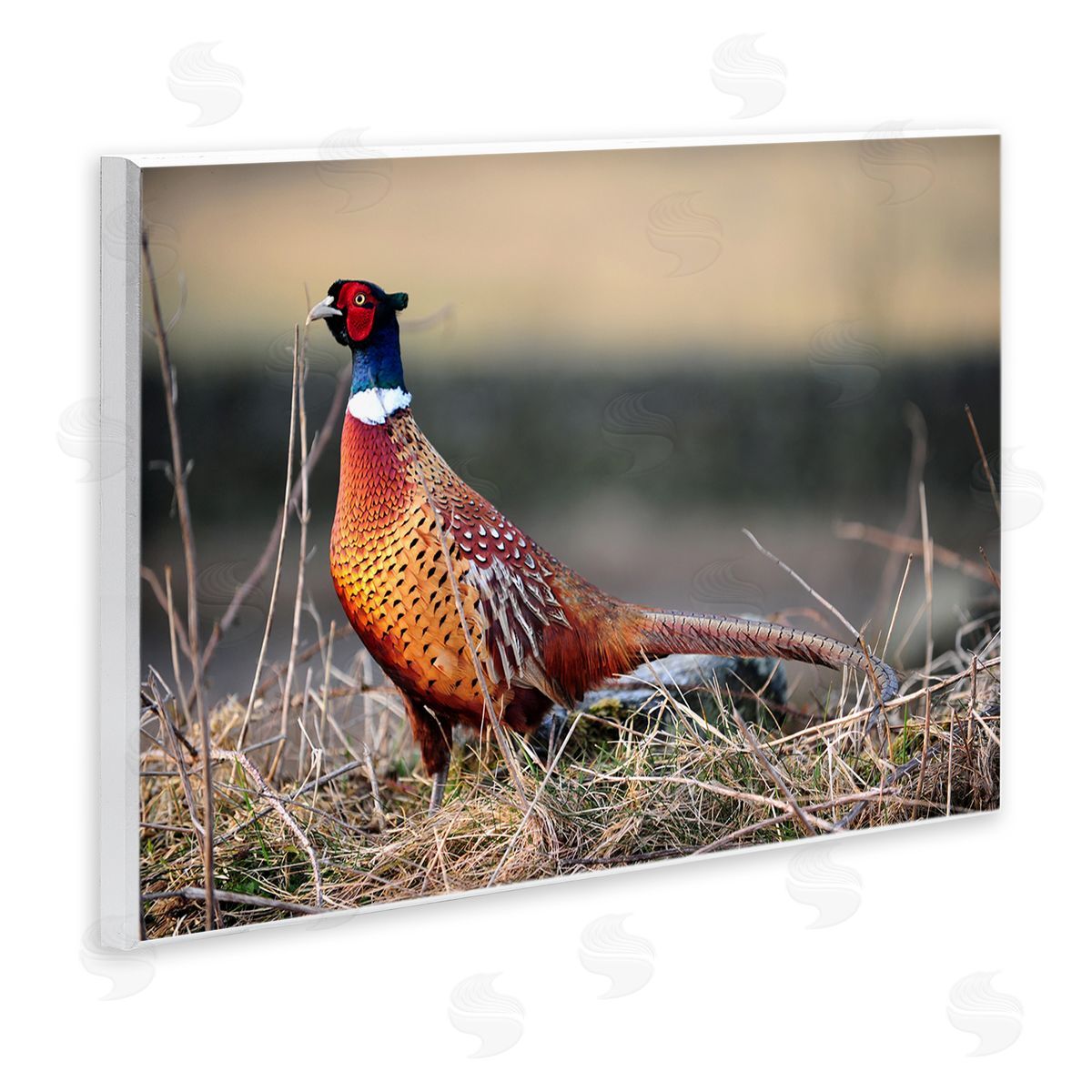 James Dobson Lone Pheasant Bird Grassy Forest Floor Wildlife Wall Plaque Art Print