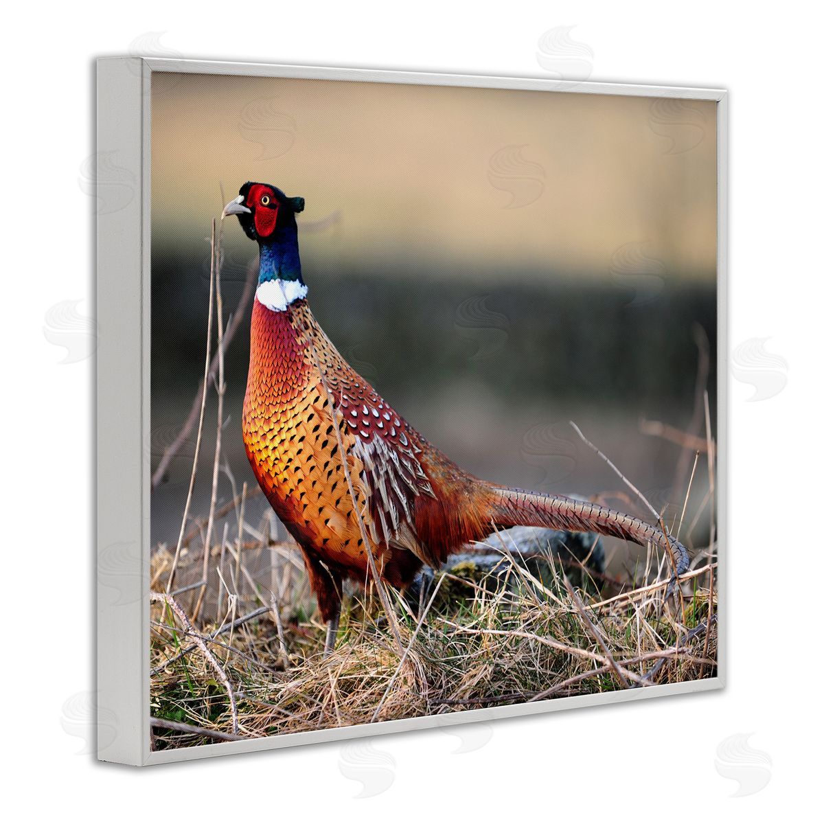 James Dobson Lone Pheasant Bird Grassy Forest Floor Wildlife White Framed Giclee Wall Art Print
