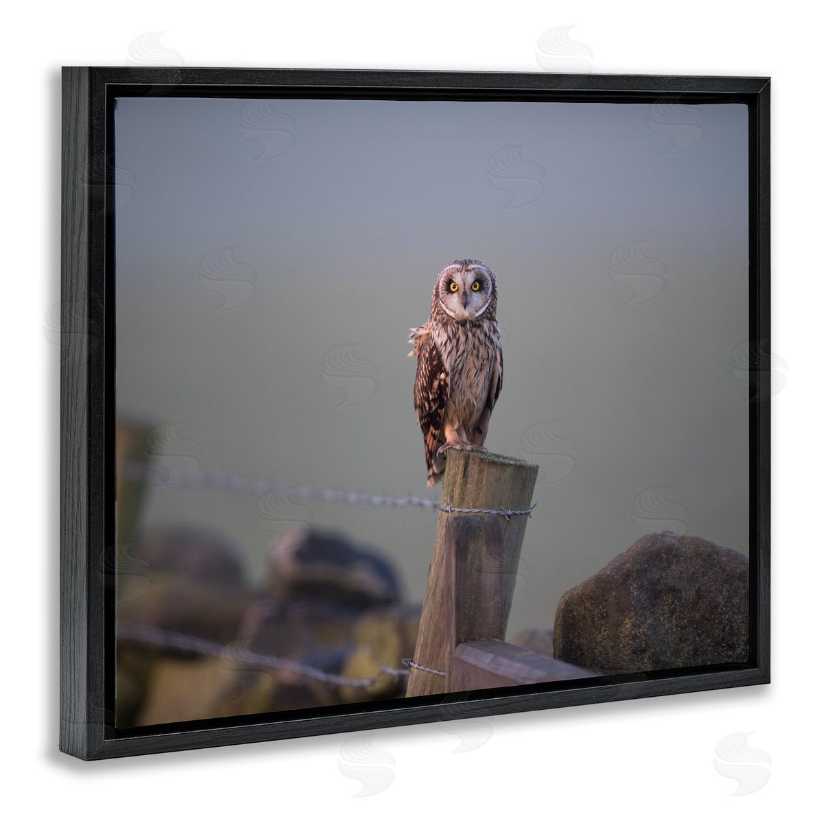 James Dobson Intensely Gazing Owl Perched Rural Fence Post  Black Floating Frame Canvas Wall Art Print