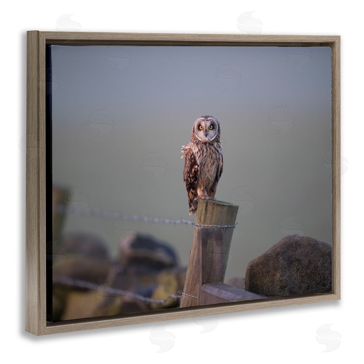 James Dobson Intensely Gazing Owl Perched Rural Fence Post  Brown Floating Frame Canvas Wall Art Print