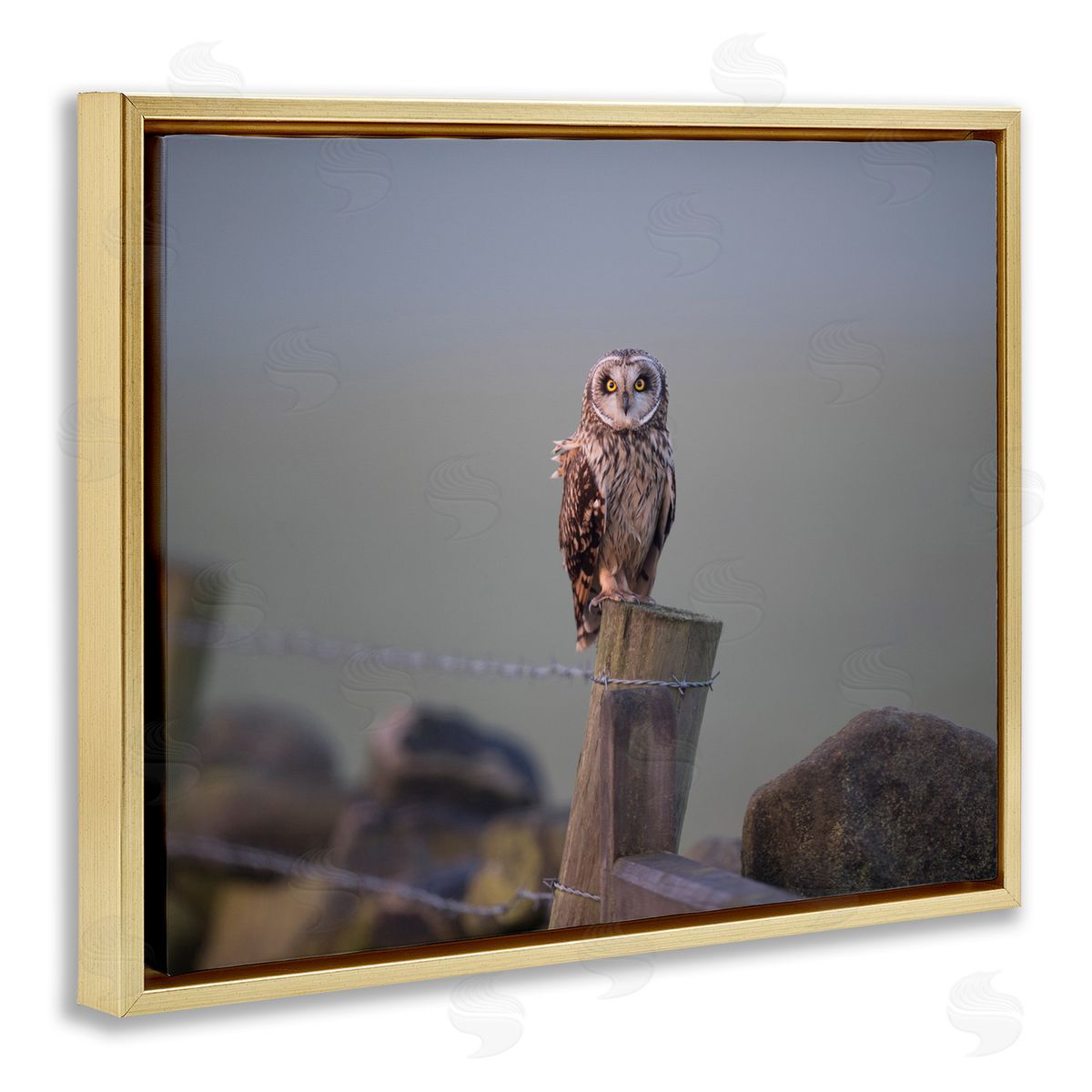 James Dobson Intensely Gazing Owl Perched Rural Fence Post  Gold Floating Frame Canvas Wall Art Print