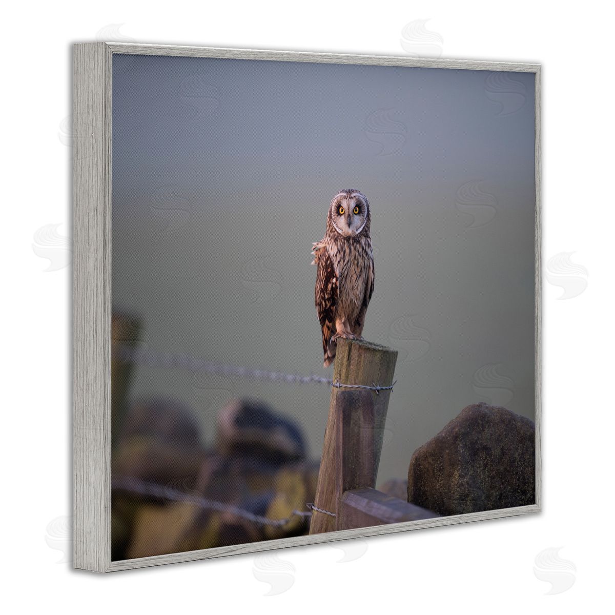 James Dobson Intensely Gazing Owl Perched Rural Fence Post  Gray Framed Giclee Wall Art Print