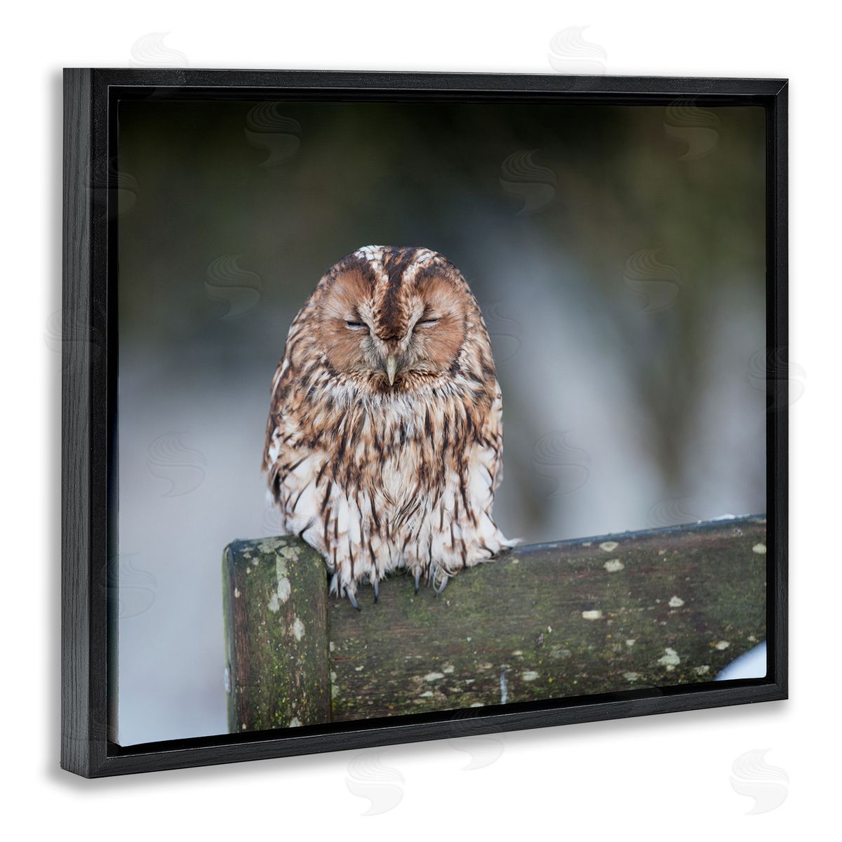 James Dobson Owl Perched Fence Post Wildlife Nature Photography Black Floating Frame Canvas Wall Art Print