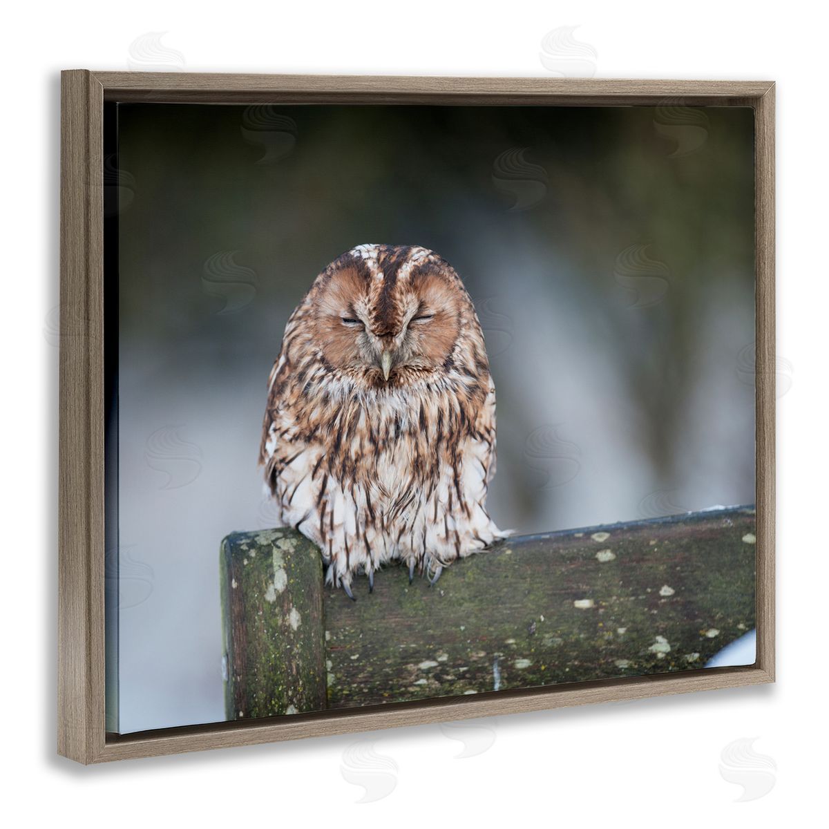 James Dobson Owl Perched Fence Post Wildlife Nature Photography Brown Floating Frame Canvas Wall Art Print