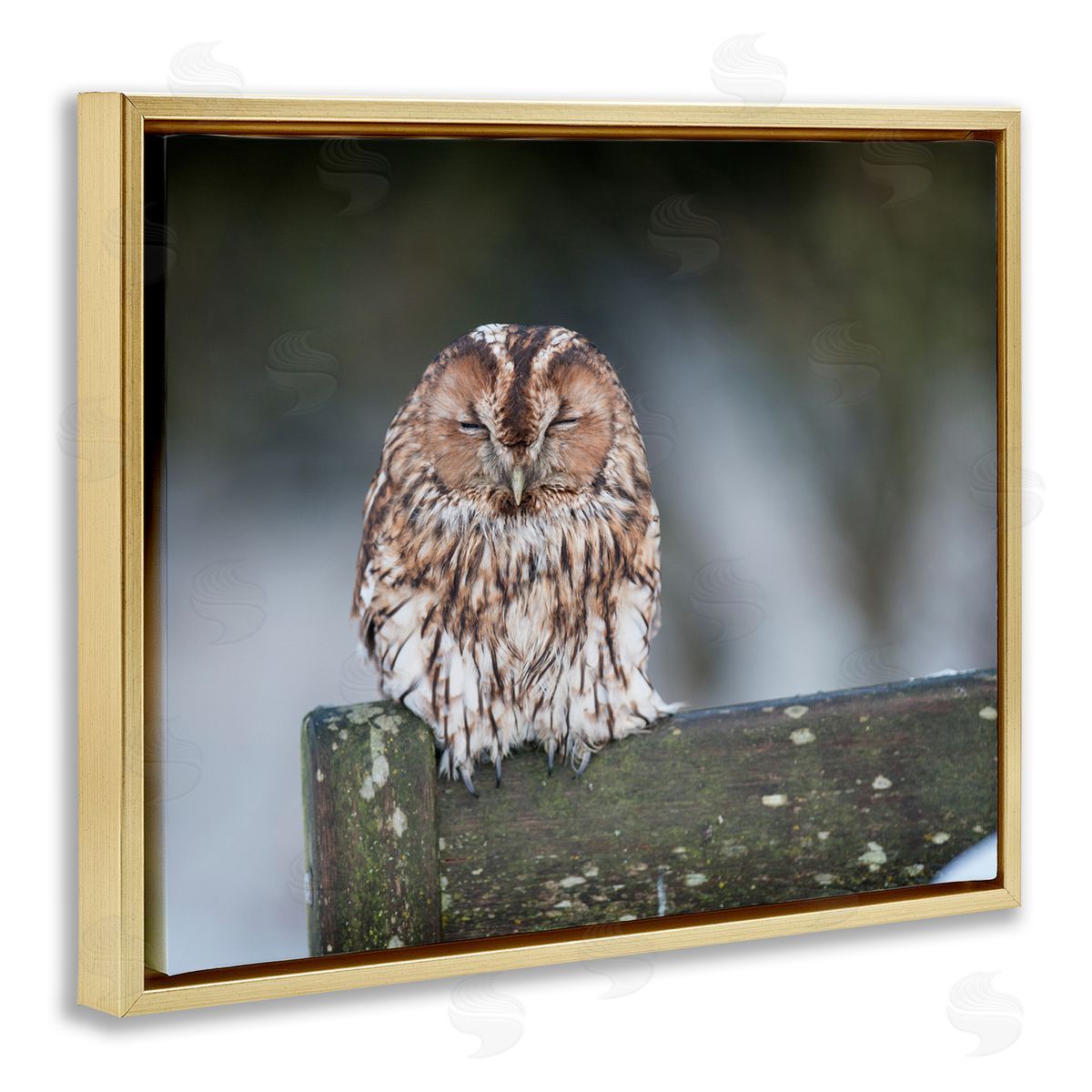 James Dobson Owl Perched Fence Post Wildlife Nature Photography Gold Floating Frame Canvas Wall Art Print