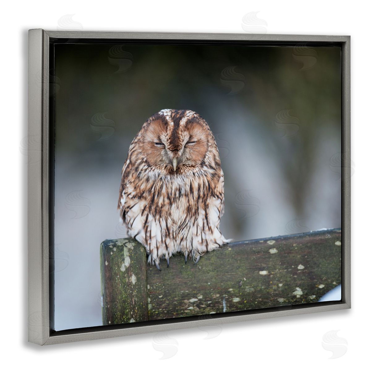James Dobson Owl Perched Fence Post Wildlife Nature Photography Gray Floating Frame Canvas Wall Art Print