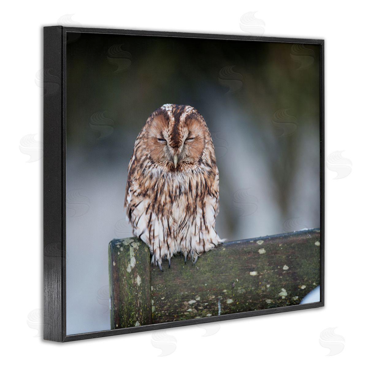 James Dobson Owl Perched Fence Post Wildlife Nature Photography Black Framed Giclee Wall Art Print