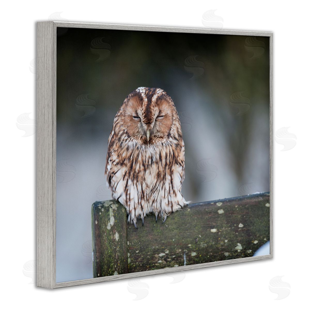 James Dobson Owl Perched Fence Post Wildlife Nature Photography Gray Framed Giclee Wall Art Print