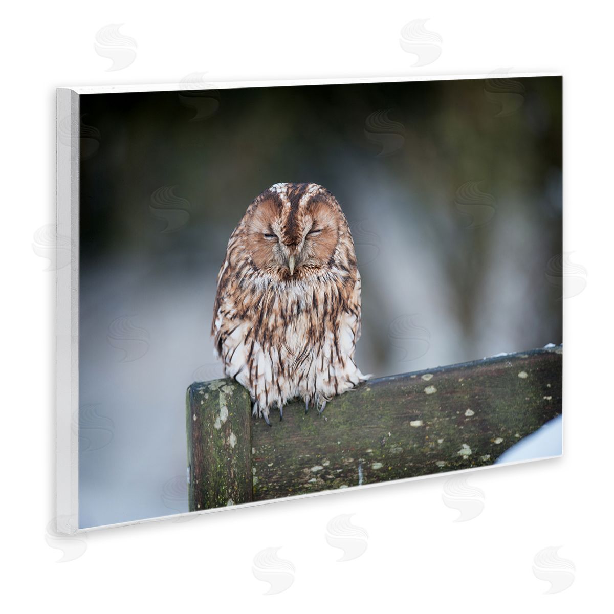 James Dobson Owl Perched Fence Post Wildlife Nature Photography Wall Plaque Art Print