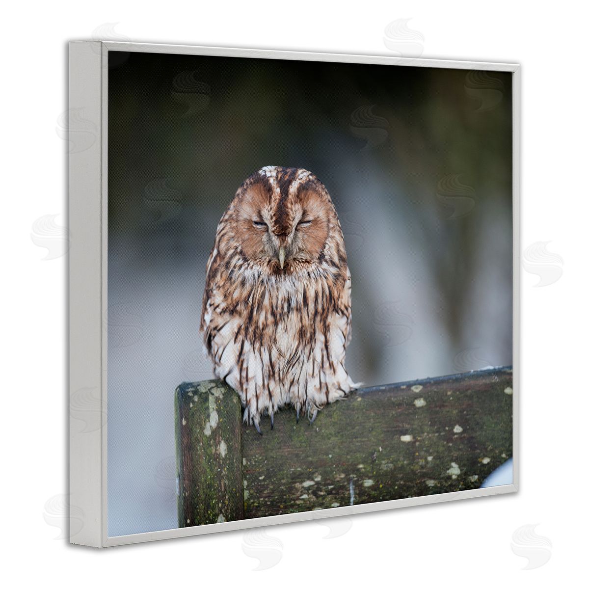 James Dobson Owl Perched Fence Post Wildlife Nature Photography White Framed Giclee Wall Art Print