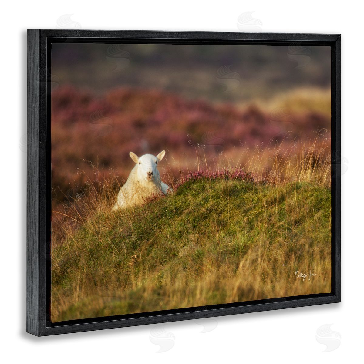 James Dobson Lone Sheep in Meadow Rural Countryside Farmland Black Floating Frame Canvas Wall Art Print