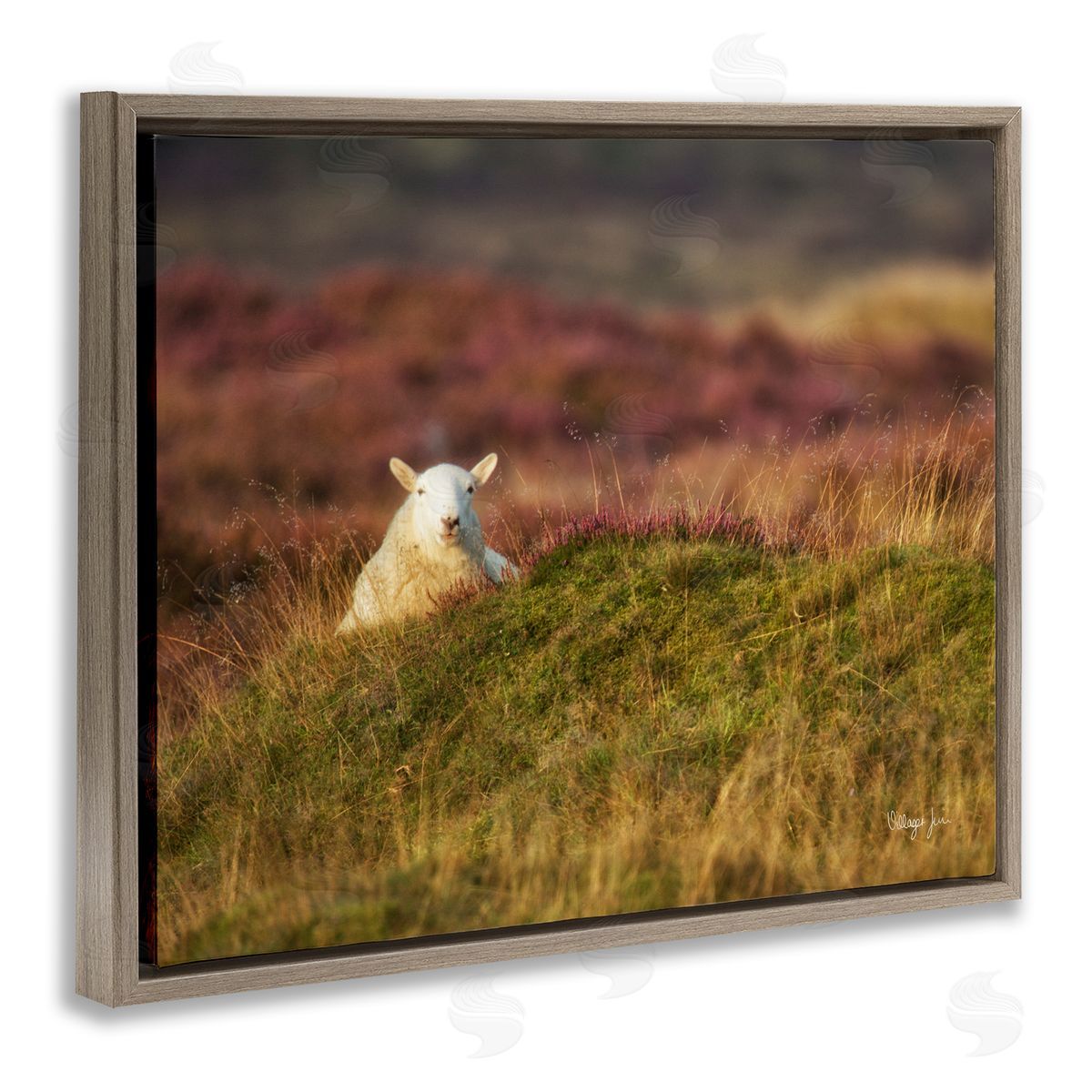 James Dobson Lone Sheep in Meadow Rural Countryside Farmland Brown Floating Frame Canvas Wall Art Print
