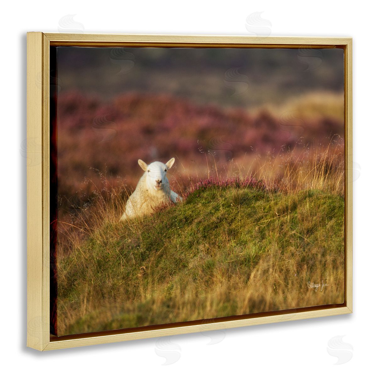 James Dobson Lone Sheep in Meadow Rural Countryside Farmland Gold Floating Frame Canvas Wall Art Print