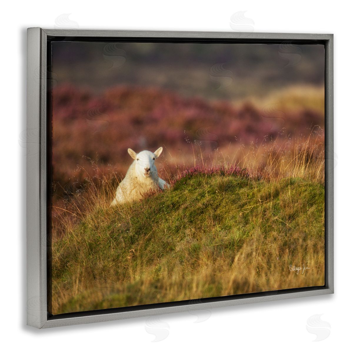 James Dobson Lone Sheep in Meadow Rural Countryside Farmland Gray Floating Frame Canvas Wall Art Print