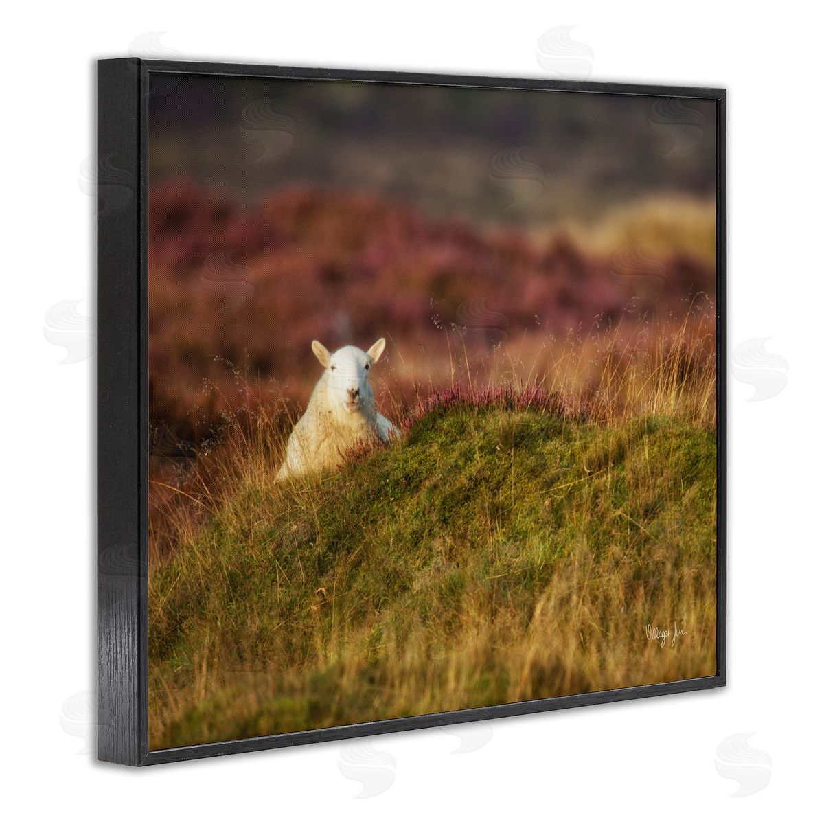 James Dobson Lone Sheep in Meadow Rural Countryside Farmland Black Framed Giclee Wall Art Print