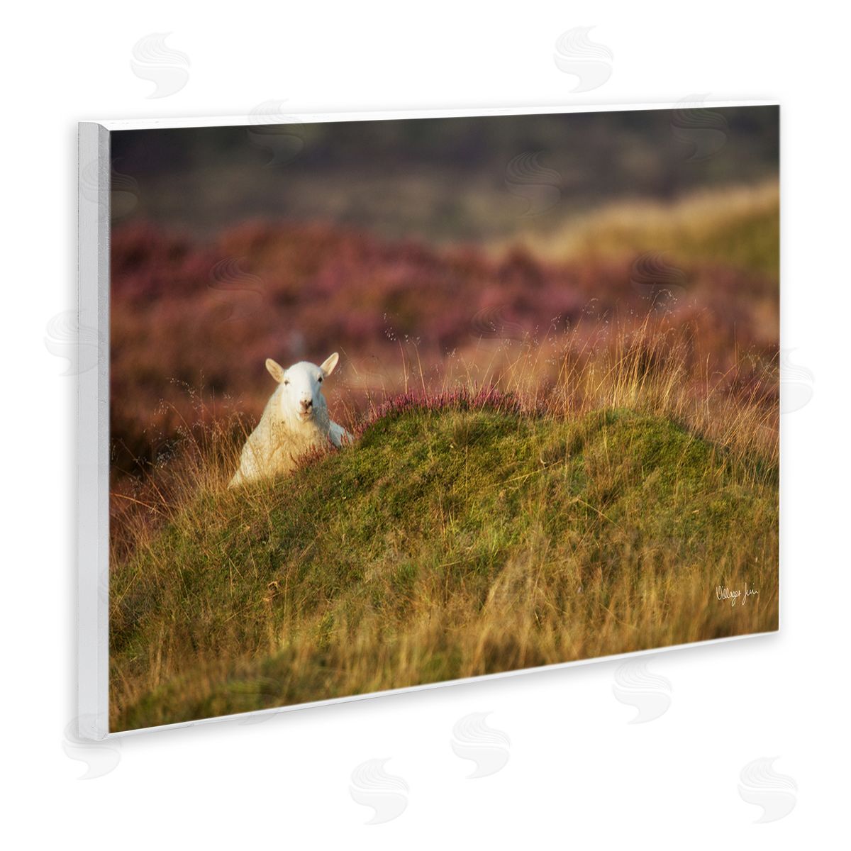 James Dobson Lone Sheep in Meadow Rural Countryside Farmland Wall Plaque Art Print