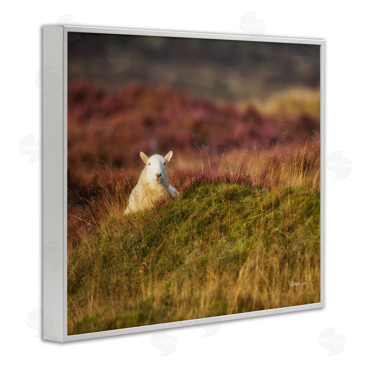 James Dobson Lone Sheep in Meadow Rural Countryside Farmland White Framed Giclee Wall Art Print