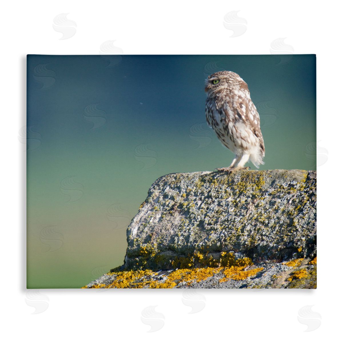 James Dobson Small Owl Gazing Thoughtfully Mossy Rock Scenery Stretched Canvas Wall Art Print