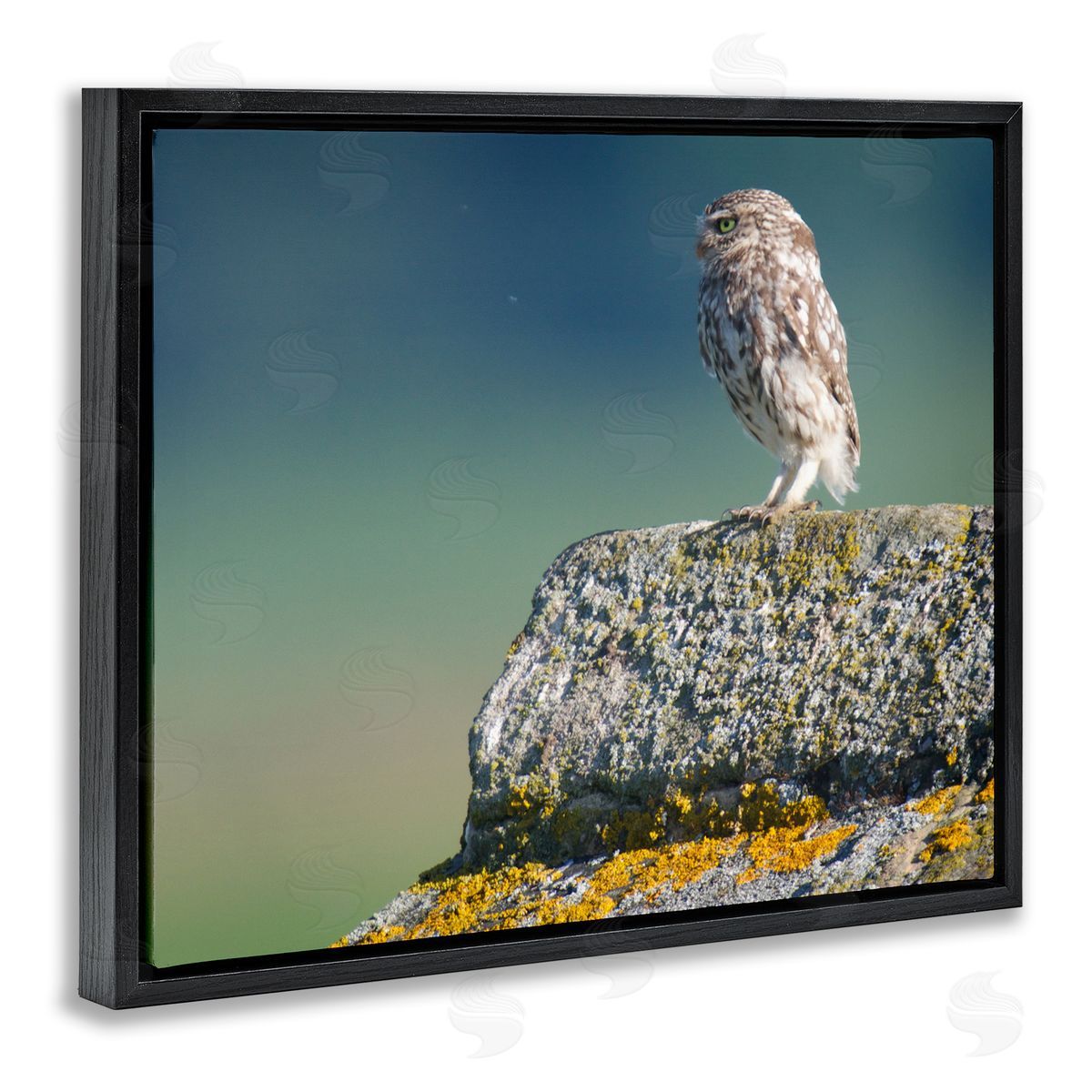 James Dobson Small Owl Gazing Thoughtfully Mossy Rock Scenery Black Floating Frame Canvas Wall Art Print