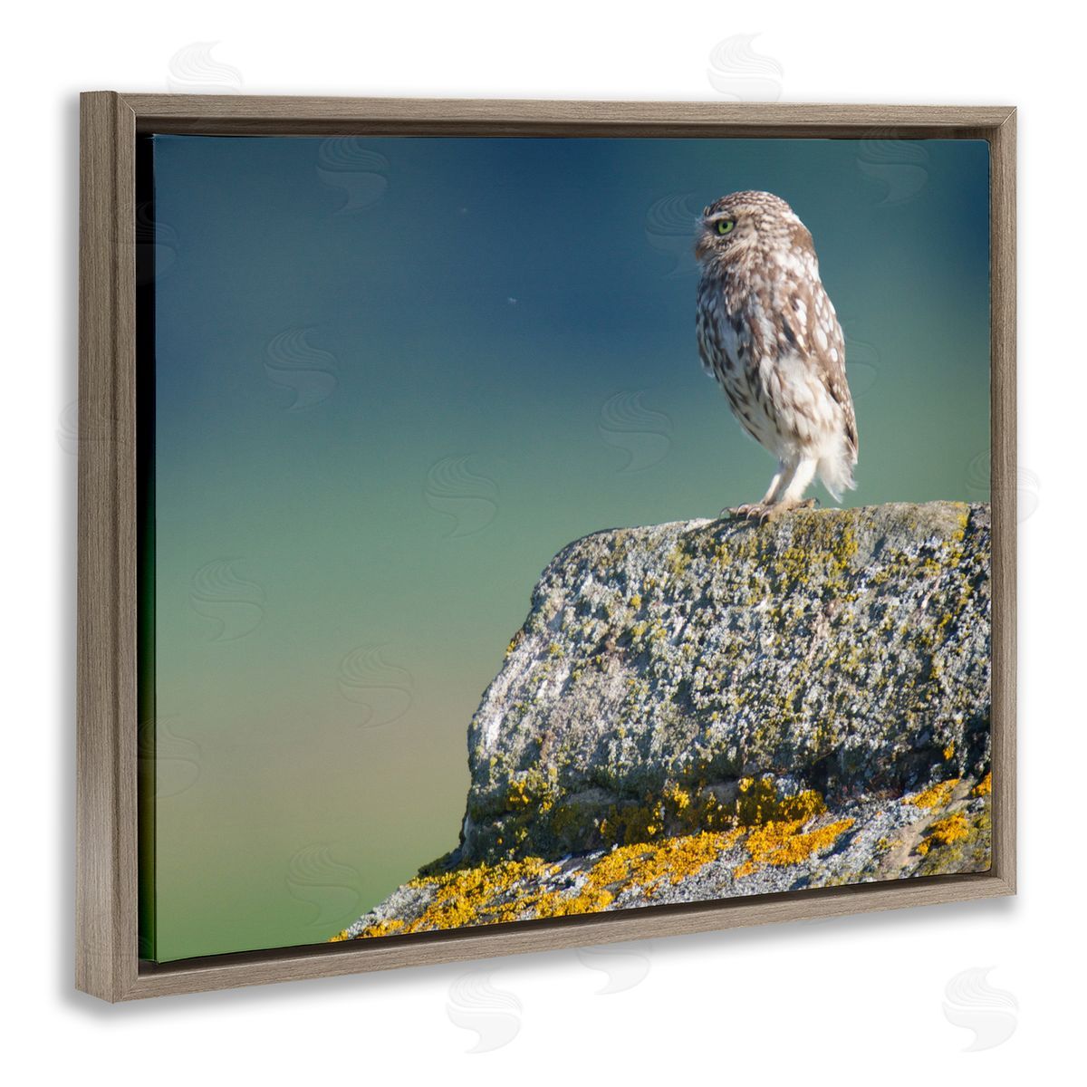 James Dobson Small Owl Gazing Thoughtfully Mossy Rock Scenery Brown Floating Frame Canvas Wall Art Print